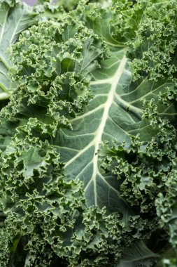 Sağlıklı taze kıvırcık lahana