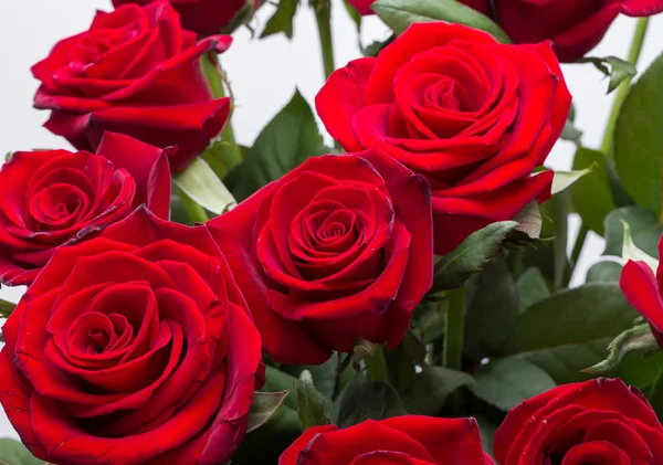 꽃피는 검은 붉은 장미 꽃다발 — 스톡 사진