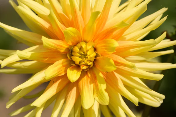 Närbild av gula dahlia blommor i trädgården — Stockfoto