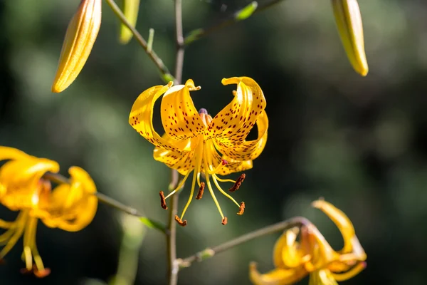 Yellow  lily flower in garden — Stock Photo, Image