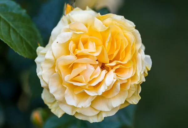 Rosa gialla sul ramo nel giardino — Foto Stock