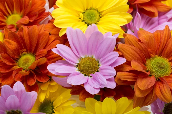 Bunte Chrysanthemenblüten — Stockfoto