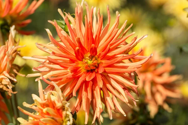 Fleur de dahlia orange et jaune dans le jardin — Photo