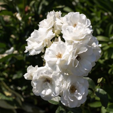 Bahçedeki dalda beyaz güller