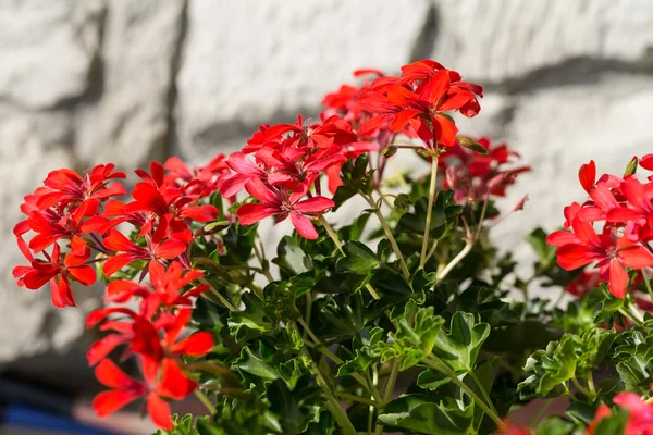 Rote Pelargonien (Geranien) Blume, — Stockfoto