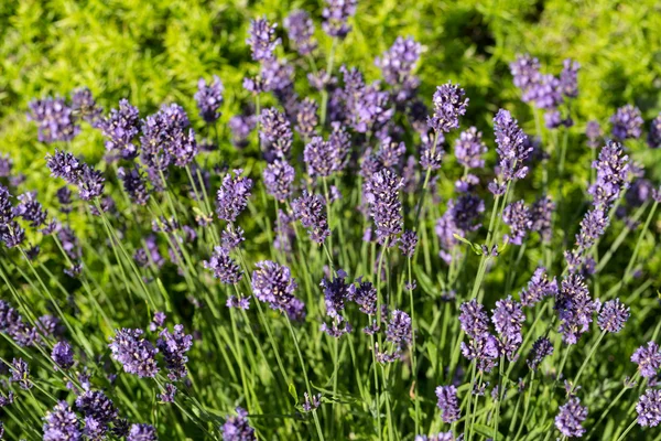 Jardins com a lavanda florescente — Fotografia de Stock