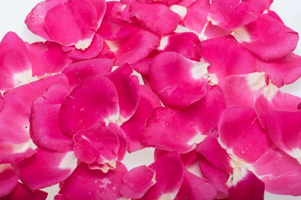 Pétales de roses roses Fleurs. Contexte — Photo