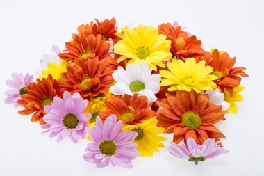 Renkli kasımpatı çiçekleri yakın çekim