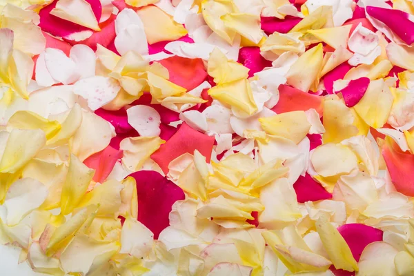 Petals of Pink and Yellow Roses Flowers. Background — Stock Photo, Image