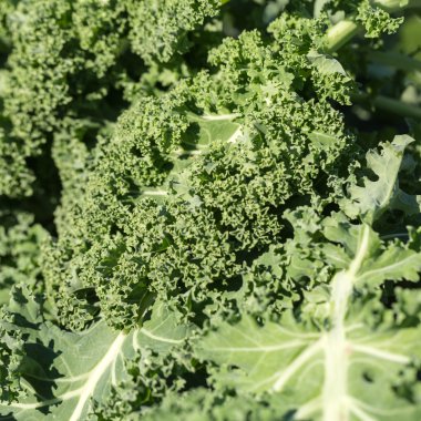 Sağlıklı taze kıvırcık lahana