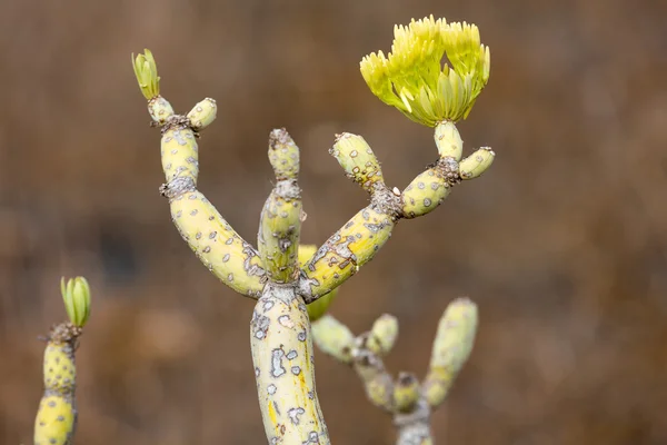 Cespuglio di Euphorbia balsamifera, tabaiba dulce, originaria delle Isole Canarie — Foto Stock