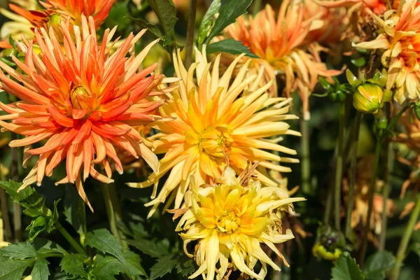 정원에서 노란색과 주황색 달리아 꽃의 클로즈업 — 스톡 사진