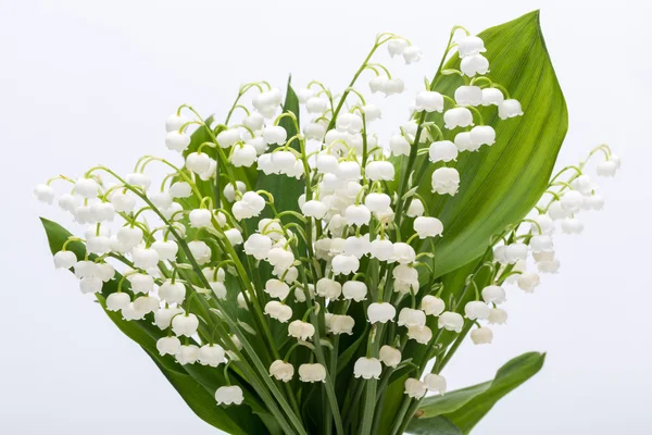 Lily beyaz izole vadi (Convallaria Majalis) — Stok fotoğraf