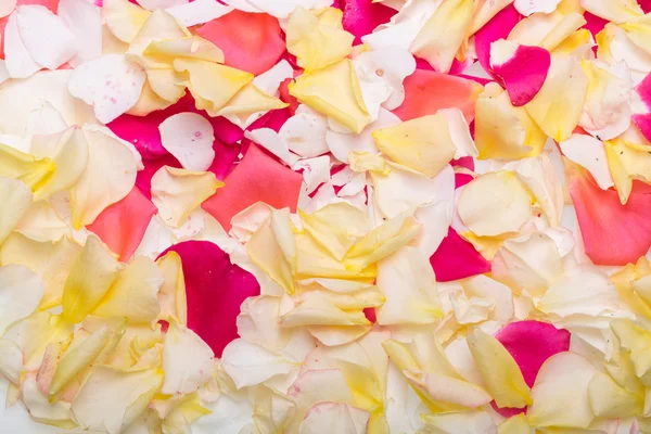 Petals of Pink and Yellow Roses Flowers. Background — Stock Photo, Image