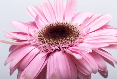 Pembe Gerbera çiçeğine yaklaş.