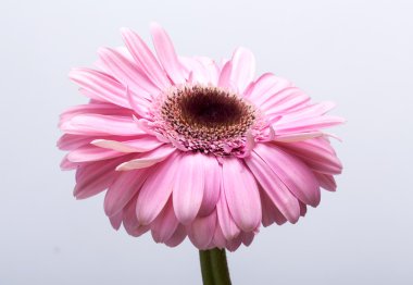 Pembe Gerbera çiçeğine yaklaş.