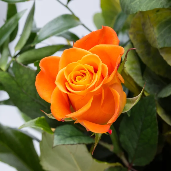 Die orangerote Rose vor dem Hintergrund grüner Blätter — Stockfoto