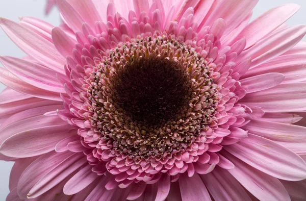 Pembe Gerbera çiçeğine yaklaş.