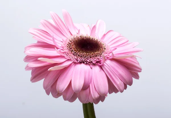 Primo piano di fiore di gerbera rosa — Foto Stock