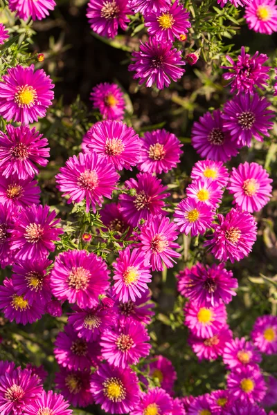 Close up of the pink chrysanthemum flowers — Stock Photo, Image