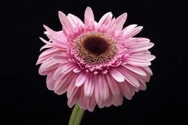 Pembe Gerbera çiçeğine yaklaş.