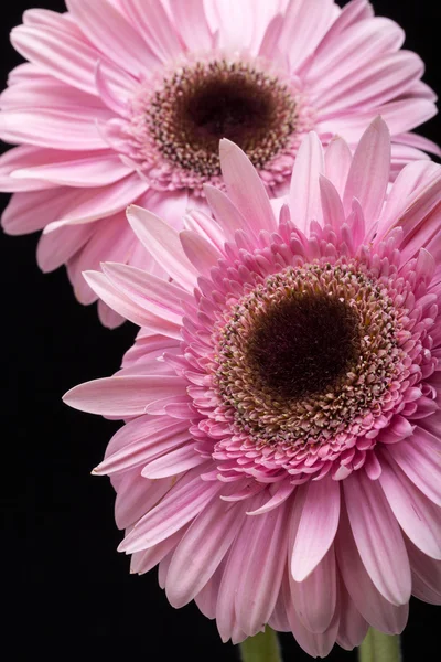 Perto de flor de gerbera rosa — Fotografia de Stock
