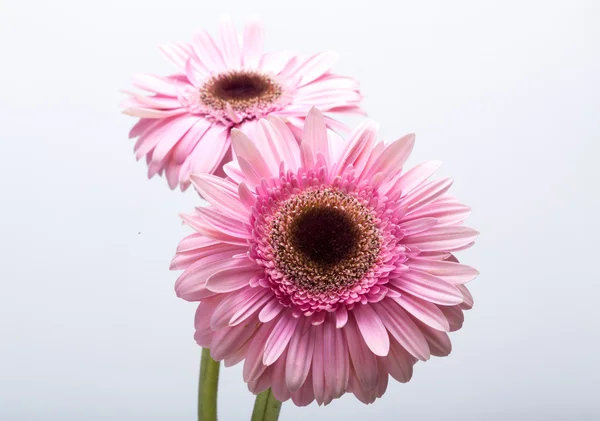 Nahaufnahme einer rosa Gerbera-Blume — Stockfoto