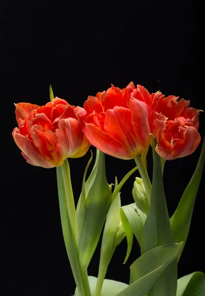 Buquê de flores de tulipas vermelhas frescas primavera — Fotografia de Stock