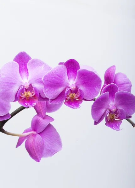 Růžový pruhovaný orchidej květina, izolovaných na bílém pozadí — Stock fotografie
