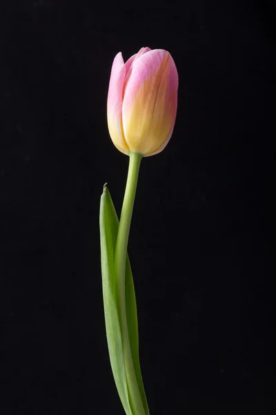 Färsk våren rosa tulip flower — Stockfoto