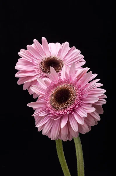 Zbliżenie różowy gerbera kwiat — Zdjęcie stockowe