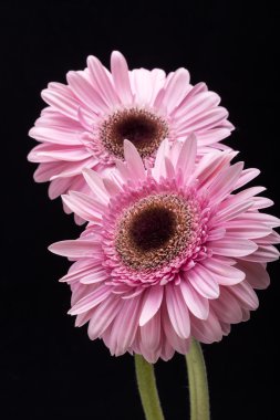 Pembe Gerbera çiçeğine yaklaş.