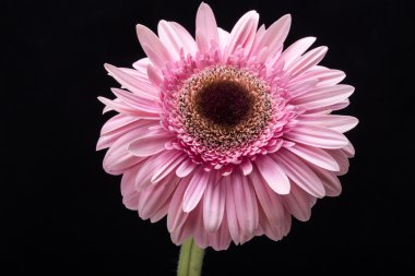 Pembe Gerbera çiçeğine yaklaş.