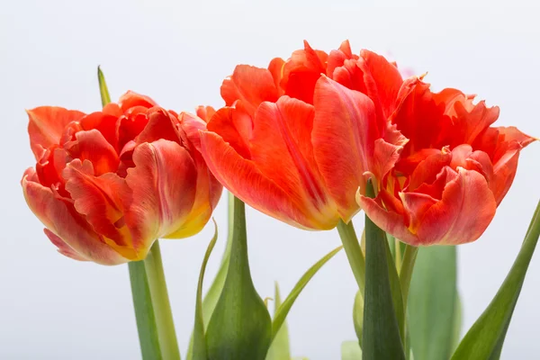 신선한 봄 빨간 튤립 꽃의 꽃다발 — 스톡 사진
