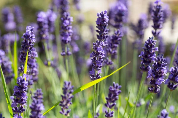 Gardens with the flourishing lavender — Stock Photo, Image