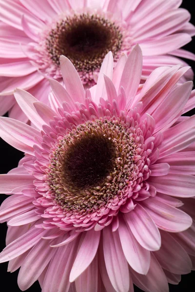 Close up of pink gerbera flower — Stock Photo, Image