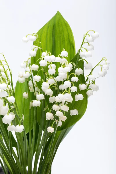 Lily beyaz izole vadi (Convallaria Majalis) — Stok fotoğraf