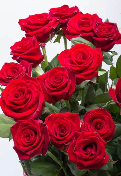 Bouquet of blossoming dark red roses — Stock Photo, Image