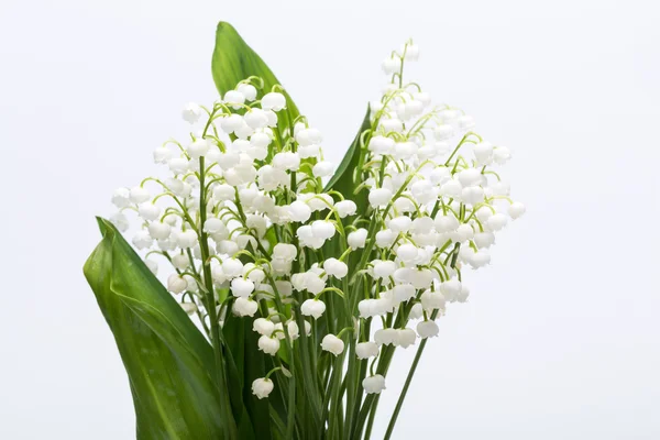 Lily beyaz izole vadi (Convallaria Majalis) — Stok fotoğraf