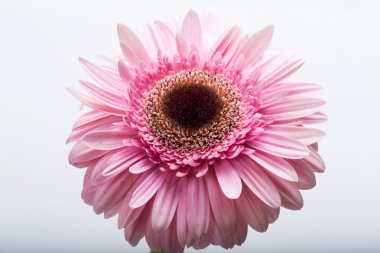 Pembe Gerbera çiçeğine yaklaş.