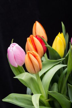 renkli taze bahar Lale çiçek buketi