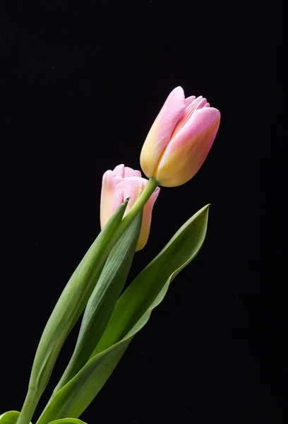 Primavera fresca flor de tulipa rosa — Fotografia de Stock