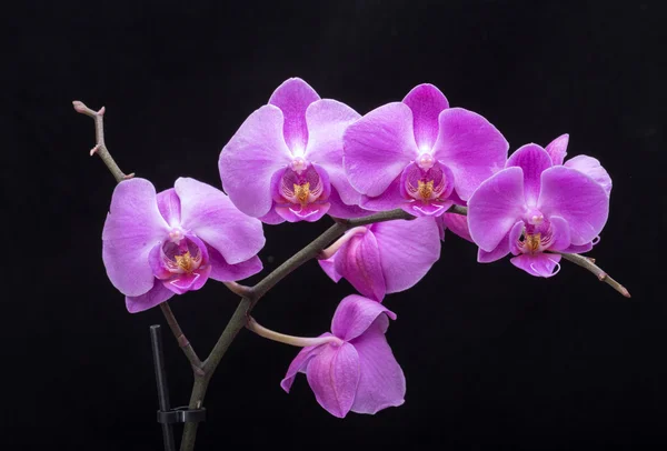 Růžový pruhovaný orchidej květina, izolované na černém pozadí — Stock fotografie