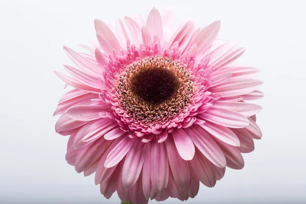 Primo piano di fiore di gerbera rosa — Foto Stock