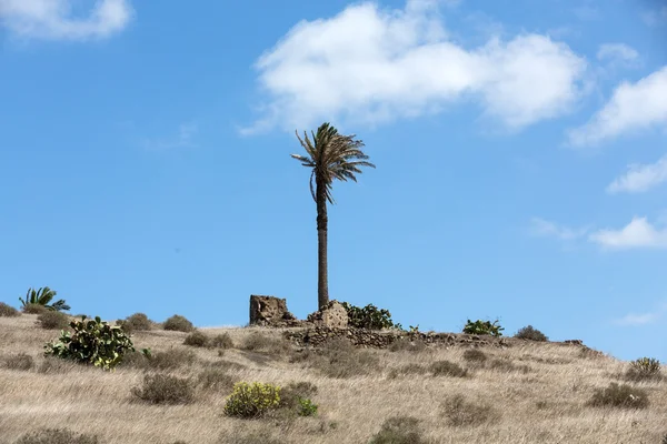 Wysokie palmy w mieście Haría, wyspa lanzarote, Hiszpania — Zdjęcie stockowe