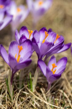 Çiğdemler çayır, ilk bahar çiçek üzerinde