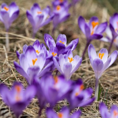 Çiğdemler çayır, ilk bahar çiçek üzerinde