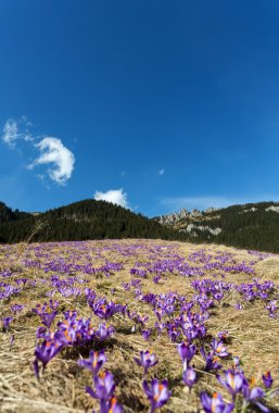 Tatra Dağları, çiğdemler Chocholowska Vadisi