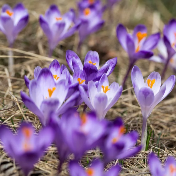 Çiğdemler çayır, ilk bahar çiçek üzerinde