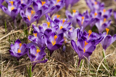 Çiğdemler çayır, ilk bahar çiçek üzerinde